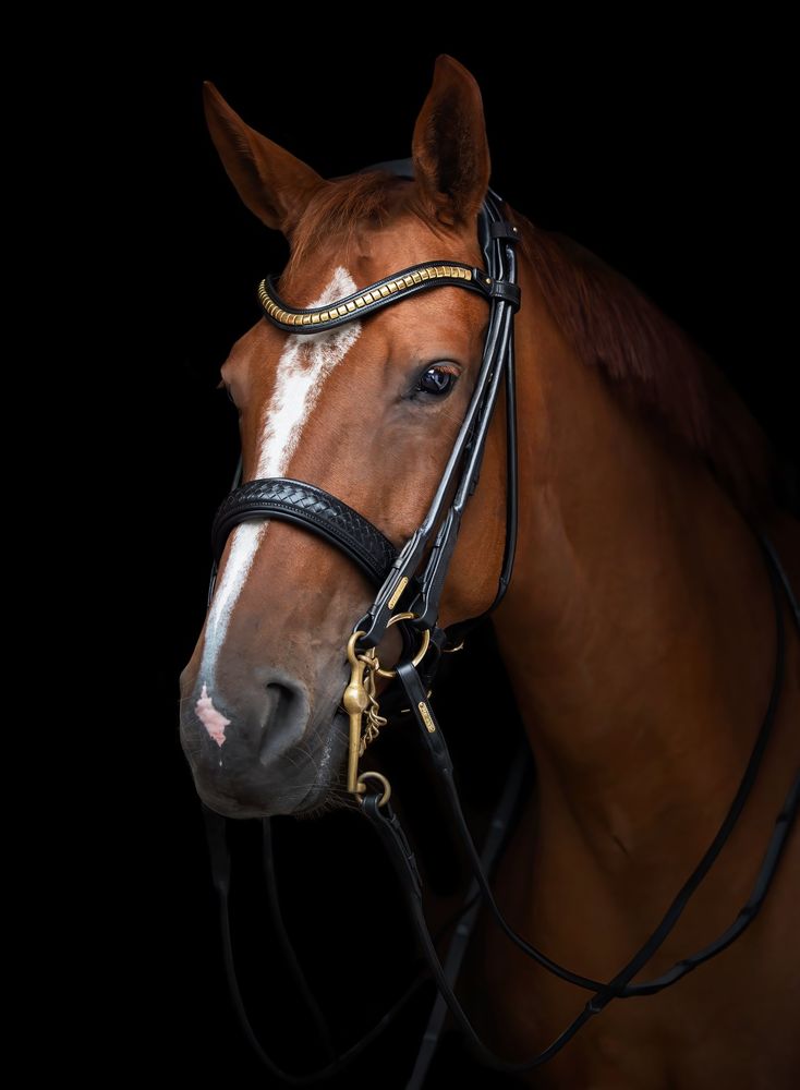 Utzon Olympic Double Bridle Black 
