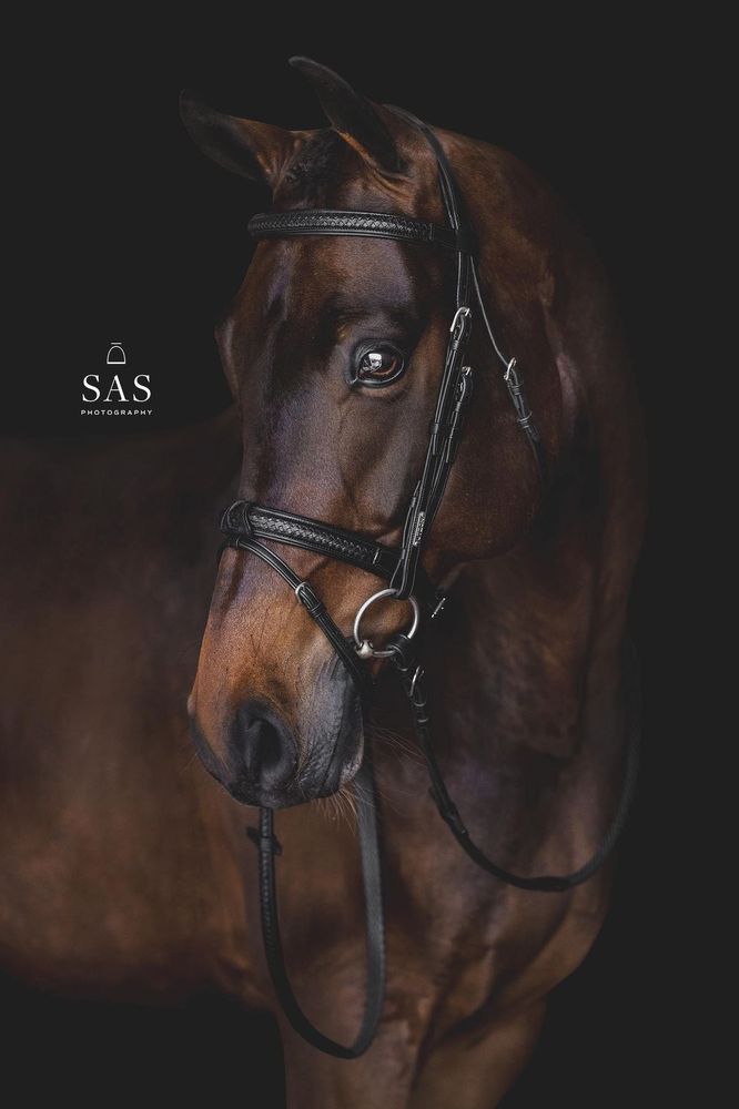 Utzon Grand Prix Bridle Brown 