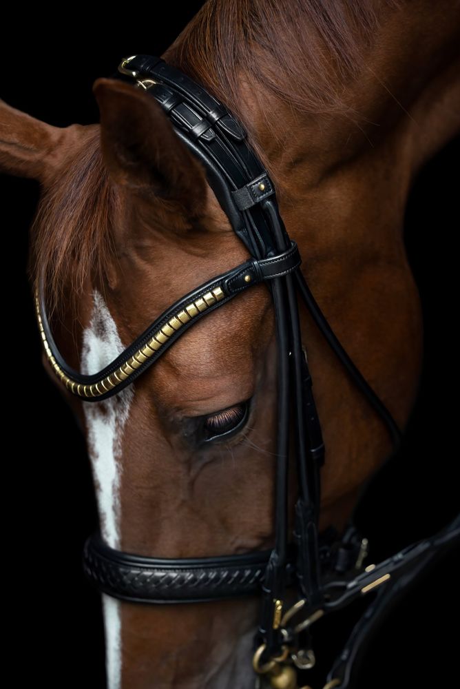 Utzon Olympic Double Bridle Black 